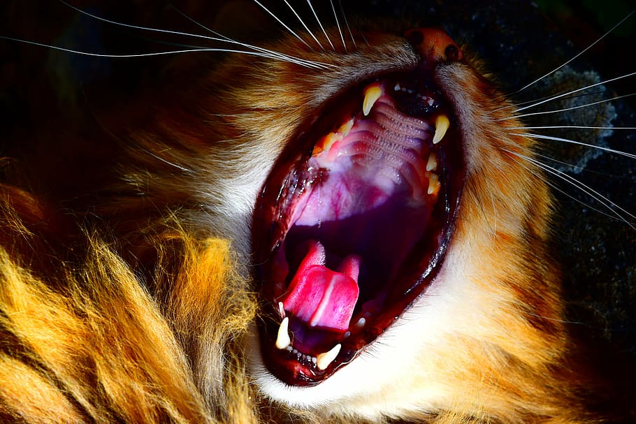 gat, gola, dents, animal, temes d'animals, mamífer, un animal, boca oberta, boca, part del cos dels animals, vertebrats, primer pla, animals domèstics, cap gent, expressió facial, dents d’animals, mascotes, badall, nacional, llengua animal, bigotis, cap d’animals, boca d’animals, agressió, nas animal, 5K