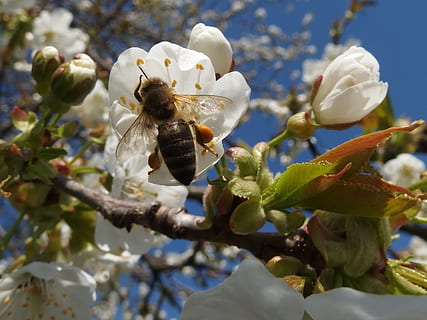 polline d'api, insetto, impollinazione, giardino, ape, polline, insetto, impollinazione, fauna selvatica, animali allo stato selvatico, temi animali, fiore, natura, pianta, pianta fiorita, crescita, fragilità, bellezza nella natura, vulnerabilità, freschezza, concentrarsi sulle conoscenze acquisite, avvicinamento, invertebrato, petalo, albero, testa di fiore, nessuno, primavera, bombo, 2K, CC0, dominio pubblico, privo di copyright