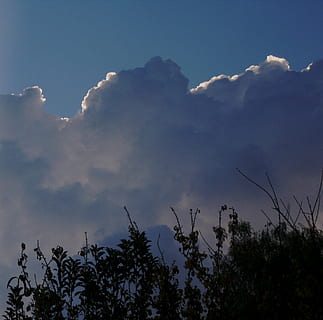 wolken, vergaap, gezwollen, groot, blauwe schaduwen, witte rand, gemarkeerd, borstel, blauwe lucht, hemel, wolk - lucht, boom, fabriek, lage hoekweergave, schoonheid in de natuur, scenics - natuur, natuur, kalmte, geen mensen, silhouet, rustige scène, groei, buitenshuis, dag, niet-stedelijke scène, idyllisch, blauw, kruin, 1080P, CC0, publiek domein, royaltyvrij