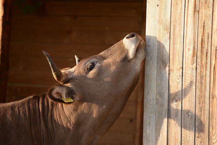 vaca, rascat, posta de sol, un animal, cap d’animals, temes d'animals, cap gent, taxidermia, graner, mamífer, animal, material de fusta, animals domèstics, nacional, vertebrats, bestiar, mascotes, part del cos dels animals, fauna animal, límit, tanca, barrera, dia, estable, mirant, herbívors, a l'aire lliure, ploma animal, vista del perfil, nas animal, 5K