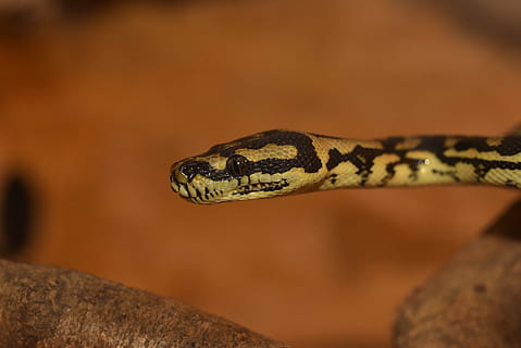 pythonas, gyvatė, gyvūnas, siaurėjantis, ropliai, grožis, skalė, terariumas, morelia spilota, Uždaryti, gyvūnų pasaulį, makro, padaras, galva, žvynuotas, terariumo gyvūnai, portretas, terraristik, vienas gyvūnas, gyvūnų temos, gyvūnų gyvūnija, stuburiniai, gyvūnų kūno dalis, gyvūnams, Iš arti, gyvūnų galva, nėra žmonių, sutelkti dėmesį į naujas žinias, pobūdį, nuodingas, įspėjamasis ženklas, akis, lauke, gyvūnų akis, zoologijos sodas, gyvūnų skalė, 5K, CC0, Viešasis domenas, nemokamai