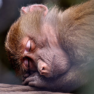 singe brun dormant, singe, en train de dormir, zoo, animal, la nature, sauvage, faune, dormir, mammifère, du repos, portrait, se détendre, primate, un animal, thèmes animaux, animaux domestiques, relaxation, vertébré, fermer, personne, national, partie du corps de l'animal, yeux fermés, repos, journée, tête d'animal, canin, se concentrer sur le premier plan, chien, museau, moustache, faire la sieste, 1080P, CC0, domaine public, libre de droits
