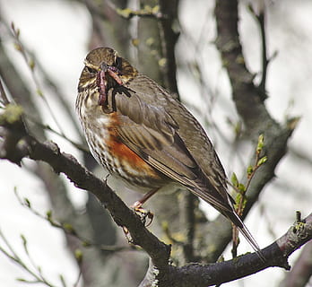 trøske, fugl, forår, orm, dyr, dyreliv, natur, Vindrossel, afdeling, træ, et dyr, dyr i naturen, dyre temaer, hvirveldyr, perching, plante, fokus på forgrunden, dag, ingen mennesker, tæt på, udendørs, fuld længde, spurv, lav vinkel visning, 1080P, CC0, offentligt domæne, royaltyfrie