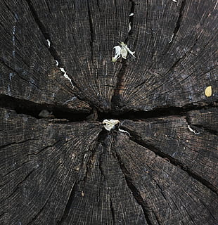Baum, Textur, Makro, braun, Farben, Detail, Muster, Bauholz, alt, Holz, Holzfaserplatten, Hintergrund, Holzgewebe, Schale, Hintergründe, abstrakt, Natur, Pflanze, niemand, Detailaufnahmen, Wald, texturiert, Vollbild, Holz - Material, Nahansicht, keine Leute, Rau, Tag, geknackt, natürliches Muster, Borke, High Angle View, Wachstum, draußen, Baumring, Holzmaserung, 2K, CC0, gemeinfrei, lizenzfrei