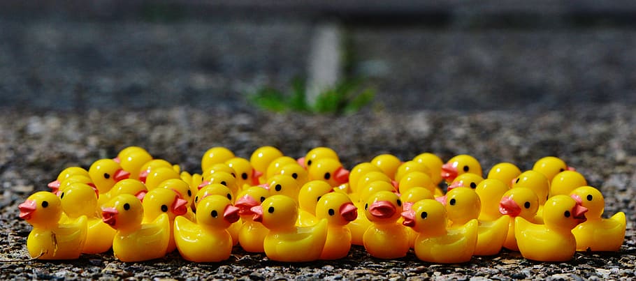 duckies de goma, ànecs, xifres, grup, bonic, dolç, molts, groc, cap gent, representació animal, joguina, representació, primer pla, menjar, gran grup d'objectes, ànec de goma, a l'aire lliure, centrar-se en primer pla, dia, menjar i beguda, diversió, multicolor, enfocament selectiu, vegetals, animal, alimentació saludable, aigua, 5K