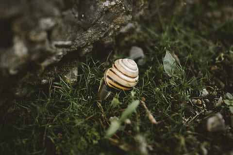 hlemýžď ​​na zemi, bílý, shell, zelená, tráva, hlemýžď, makro, zpomalit, selektivní zaměření, měkkýš, zvířecí shell, zvíře, zvířat, přistát, plži, bezobratlý, detail, nikdo, spirála, zvířata ve volné přírodě, den, rostlina, Příroda, jednoho zvířete, venku, povrchu, 5K, CC0, veřejná doména, bez autorských práv