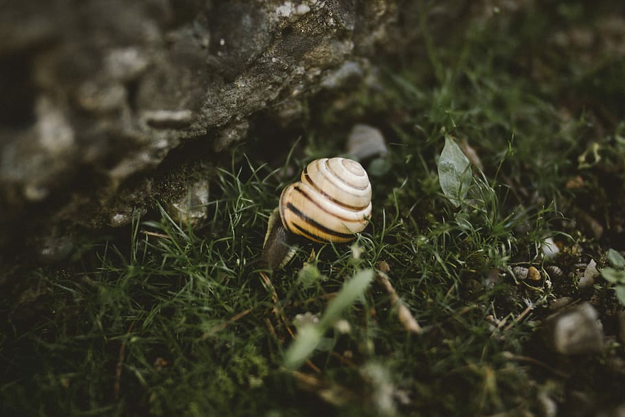 hlemýžď ​​na zemi, bílý, shell, zelená, tráva, hlemýžď, makro, zpomalit, selektivní zaměření, měkkýš, zvířecí shell, zvíře, zvířat, přistát, plži, bezobratlý, detail, nikdo, spirála, zvířata ve volné přírodě, den, rostlina, Příroda, jednoho zvířete, venku, povrchu, 5K
