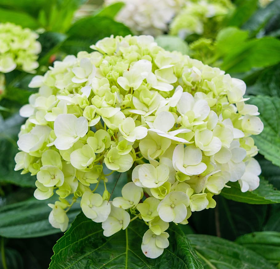 hortensia, haver, firkant, løv, grøn, efterår, kronblad, ny, blomst, blad, flor, makro, stigmatisering, pollen, flora, efterårsfarver, Busk, op, Skov, Hampshire, pistil, tæt, Også på et andet, natur, bract, støvdrager, blomstrende plante, plante, skønhed i naturen, friskhed, sårbarhed, tæt på, skrøbelighed, vækst, fokus på forgrunden, blomsterstand, blomsterhoved, plante del, grøn farve, ingen mennesker, dag, flok blomster, 4K