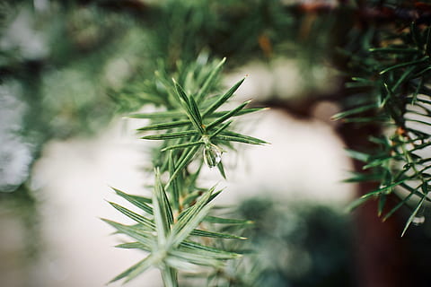 Zielony, leafed, roślina, selektywny, fotografia fokusowa, drzewo, Oddział, Natura, sosna, deszcz, krople, jodła, zimowy, zimozielony, igły sosnowe, las, park, jesień, zielony kolor, rośliny, na dworze, wzrost, liść, część rośliny, drzewo iglaste, żadnych ludzi, zbliżenie, dzień, pinaceae, skupić się na pierwszym planie, selektywne skupienie, igła - część rośliny, piękno natury, drzewko świąteczne, ziele, 5K, CC0, domena publiczna, darmowe zdjęcia