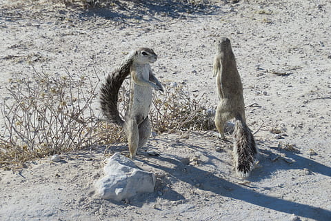 ardilla, en pie, gris, linda, animal, Pareja, cola, tupido, suricate, piernas, atrás, instalación, África, Namibia, tierra, naturaleza, temas de animales, vertebrado, día, grupo de animales, fauna animal, dos animales, luz del sol, nadie, animales en la naturaleza, mamífero, campo, al aire libre, longitud total, unión, sombra, animales domesticos, familia de animales, 5K, CC0, dominio público, libre de derechos