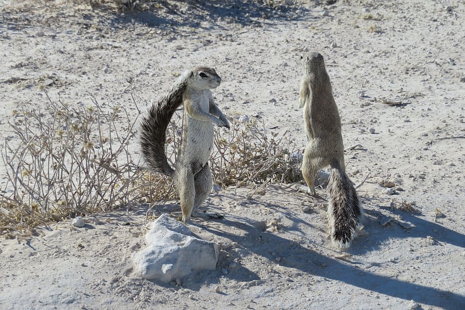 esquirol, de peu, gris, bonic, animal, parella, cua, espessa, suricate, cames, esquena, instal·lació, Àfrica, namibia, terra, naturalesa, temes d'animals, vertebrats, dia, grup d’animals, fauna animal, dos animals, llum solar, cap gent, animals a la natura, mamífer, camp, a l'aire lliure, longitud completa, unió, ombra, animals domèstics, família d’animals, 5K