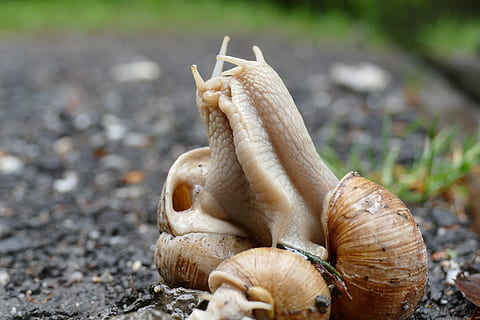 cargol, copulació, maridatge, shell, mol·lusc, centrar-se en primer pla, primer pla, cap gent, naturalesa, dia, animal, fauna animal, terra, temes d'animals, closca d’animals, animals a la natura, un animal, a l'aire lliure, gasteròpode, bellesa a la natura, camp, arbre, planta, 5K, CC0, domini públic, lliure de regalies