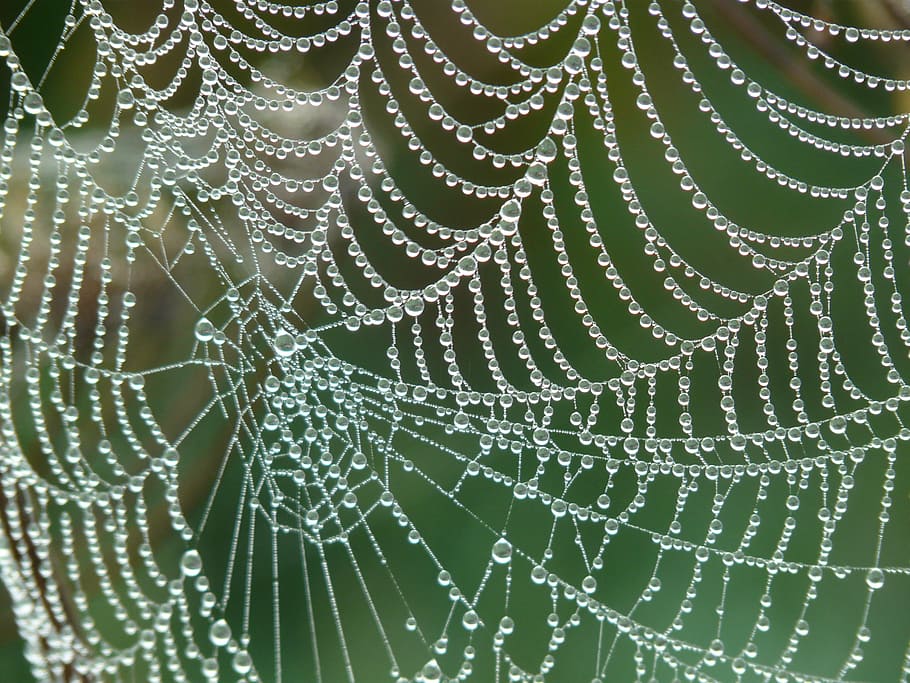 web, aigua, gotes, foto, teranyina, morgentau, rosada, gota de rosada, degoteig, xarxa, fragilitat, vulnerabilitat, primer pla, marc complet, tirar, cap gent, patró natural, humit, aranya, bellesa a la natura, fons, patró, naturalesa, centrar-se en primer pla, dia, frescor, a l'aire lliure, complexitat, gota de pluja, concèntric, 2K