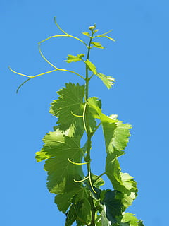 vin, udbrud, figenblad, himmel, metafor, dyrke, vækst, vinavl, natur, blad, træ, blå, plante, afdeling, grøn farve, plante del, skyfri himmel, lav vinkel visning, dag, ingen mennesker, skønhed i naturen, sollys, tæt på, udendørs, friskhed, solrig, plantestamme, 2K, CC0, offentligt domæne, royaltyfrie