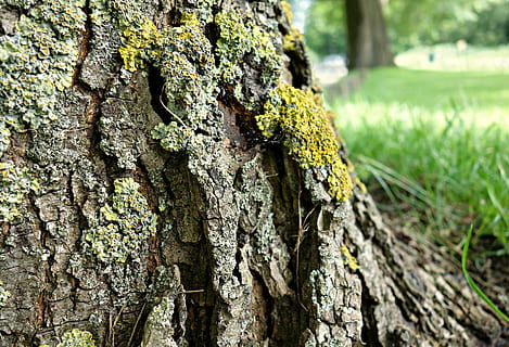 tree, trunk, bark, moss, overgrown, growth, landscape, depth of field, grass, tree trunk, plant, textured, close-up, nature, plant bark, focus on foreground, rough, day, no people, wood - material, green color, land, pattern, outdoors, lichen, textured effect, 4K, CC0, public domain, royalty free