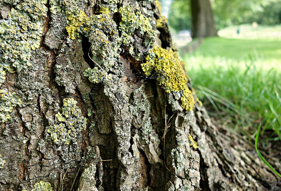 strom, kufr, kůra, mech, zarostlý, růst, krajina, hloubka pole, tráva, kmen stromu, rostlina, texturou, detail, Příroda, rostlinné kůry, zaměřit se na popředí, hrubý, den, nikdo, dřevo - materiál, zelená barva, přistát, vzor, venku, lišejník, efekt, 4K