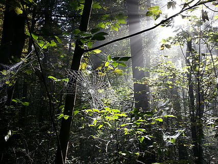 cobweb, spider webs, forest, trees, insect, case, plant, tree, growth, nature, land, beauty in nature, no people, day, sunlight, tree trunk, outdoors, trunk, tranquility, plant part, green color, leaf, non-urban scene, branch, woodland, bamboo - plant, 2K, CC0, public domain, royalty free
