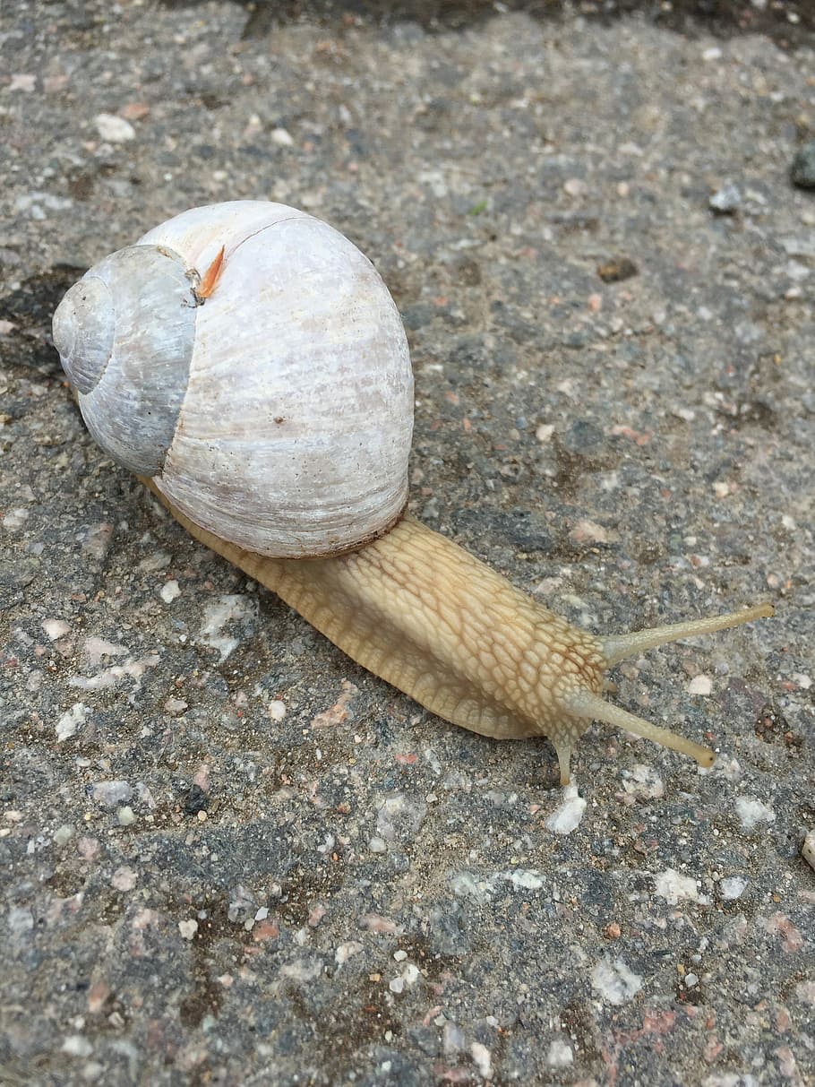slug, casa, lent, persistent, stylommatophora, hermafrodita, animals, naturalesa, closca d’animals, cargol, un animal, temes d'animals, animals a la natura, gasteròpode, fauna animal, animal, shell, primer pla, terra, dia, cap gent, vista d’angle alt, sòlid, mol·lusc, invertebrat, rock, sorra, a l'aire lliure, platja, rastreig, marí, 2K