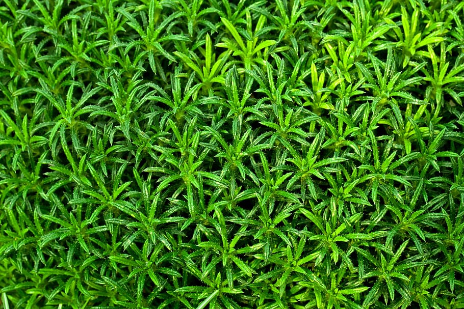 iarbă verde, abstract, fundal, floră, floral, proaspăt, prospeţime, iarbă, verde, natural, natură, model, plantă, formă, structura, textură, tapet, Culoarea verde, cadru complet, fundaluri, creştere, frumusețe în natură, nici o persoana, camp, parte a plantelor, frunze, teren, vedere în unghi mare, zi, a închide, în aer liber, frunziş, liniște, 2K