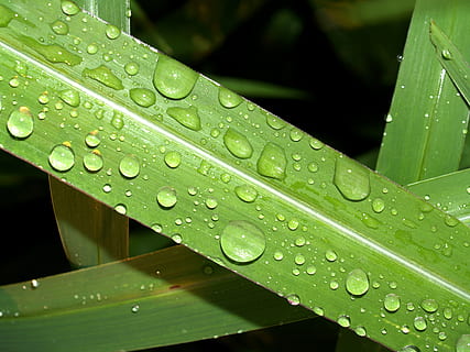 eau, gouttes, feuille, herbe, vert, rosée, pluie, fermer, la vie, macro, plante, goutte de pluie, été, fraîcheur, isolé, humide, Prairie, condensation, gouttelette, liquide, brillant, cercle, Matin, goutte de rosée, petit, ornemental, flore, sphère, en bonne santé, climat, réflexion, croissance, Météo, en plein air, harmonie, la nature, environnement, bulle, pureté, laissez tomber, couleur verte, partie de la plante, personne, journée, se concentrer sur le premier plan, beauté dans la nature, brin d'herbe, Saison des pluies, feuilles, 2K, CC0, domaine public, libre de droits