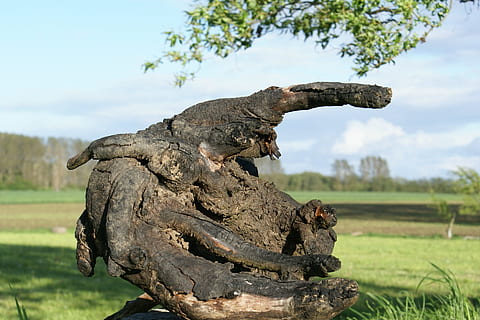 legna, radice, vecchia radice, nodoso, albero, natura, rappresentazione, pianta, scultura, arte e artigianato, concentrarsi sulle conoscenze acquisite, giorno, cielo, statua, nessuno, creatività, campo, mestiere, erba, rappresentazione umana, nuvola - cielo, terra, vecchio, all'aperto, 1080P, CC0, dominio pubblico, privo di copyright