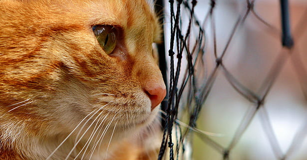 Orange, tabby, Katze, neben, Netz, orange getigerte Katze, Tabby-Katze, Makrele, Sehnsucht, Netzwerk, warten, rot, Tiger Katze, Kätzchen, mieze, rote Katze, Hauskatze, rote Makrele getigert, Katzenaugen, Katzengesicht, Haustier, Haustiere, ein Tier, Tierthemen, katzenartig, Säugetier, inländisch, Tier, Tierkörperteil, Wirbeltier, Tierkopf, keine Leute, Nahansicht, Whisker, suchen, selektiver Fokus, Wegschauen, Käfig, Tierauge, 4K, CC0, gemeinfrei, lizenzfrei