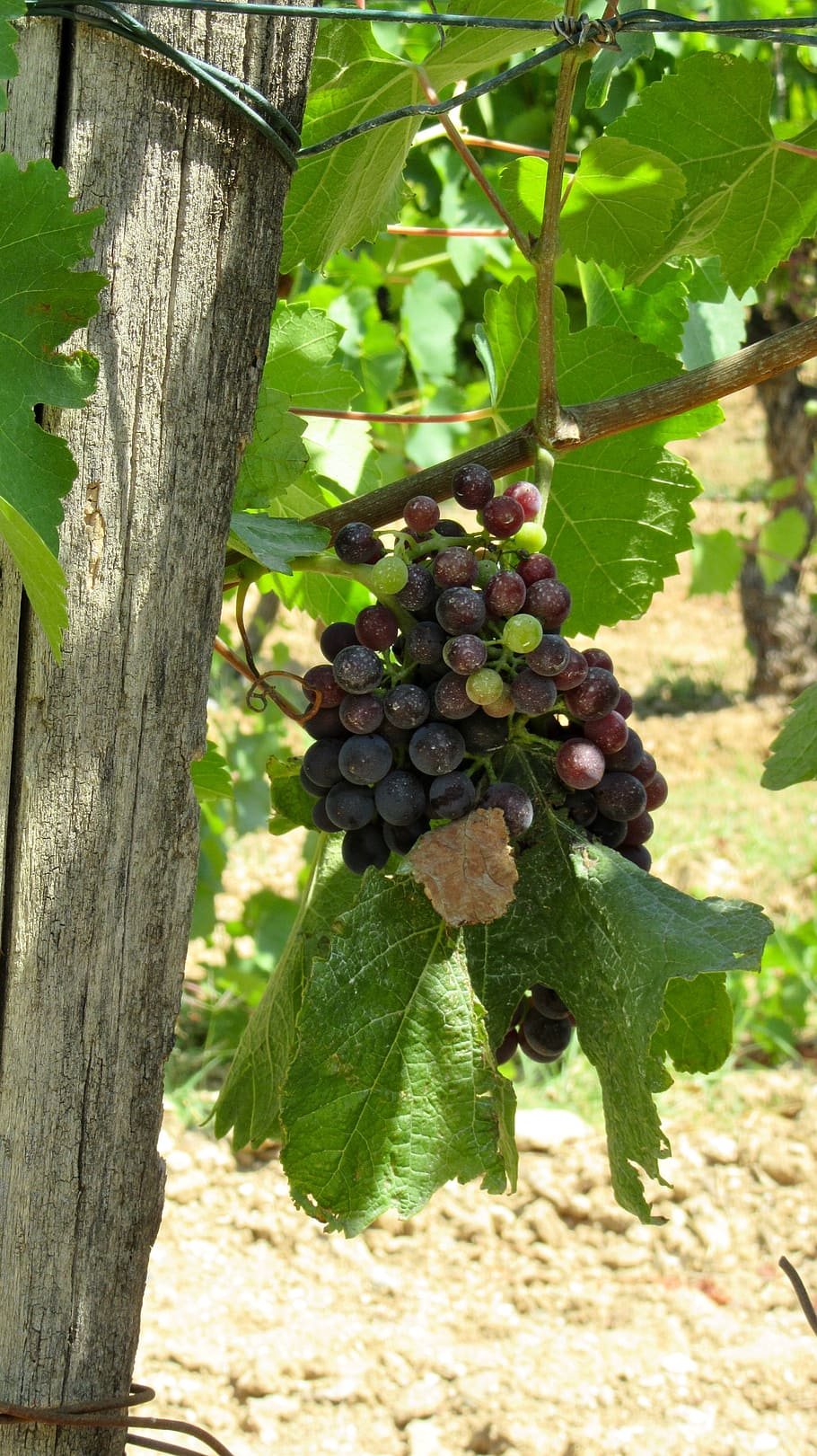 vi, provence, raïm, estiu, vinya, al sud de França, luberon, fruita, agricultura, naturalesa, menjar, madur, full, menjar i beguda, arbre, planta, creixement, part de la planta, alimentació saludable, dia, cap gent, centrar-se en primer pla, terra, camp, frescor, a l'aire lliure, elaboració de vins, 2K