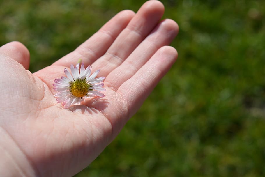 mà, margarida, satisfacció, blanc, flor, florir, mantenir, mà humana, part del cos humà, planta, celebració, part del cos, una persona, primer pla, frescor, dit, dia, planta amb flors, naturalesa, dit humà, fragilitat, vulnerabilitat, centrar-se en primer pla, persona irreconeixible, a l'aire lliure, cap de flor, 2K