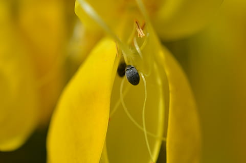parassiti, bug, fiore, macro, giallo, fauna selvatica, invertebrato, animali allo stato selvatico, temi animali, un animale, animale, insetto, pianta fiorita, fragilità, avvicinamento, bellezza nella natura, vulnerabilità, pianta, crescita, petalo, freschezza, nessuno, testa di fiore, all'aperto, impollinazione, 5K, CC0, dominio pubblico, privo di copyright