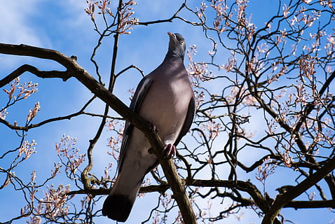 colom, primavera, ocell, ploma, flors de primavera, núvols, branca, fauna animal, arbre nu, animals a la natura, temes d'animals, arbre, vertebrats, animal, planta, vista d’angle baix, cel, un animal, posat, naturalesa, colom - ocell, cap gent, dia, a l'aire lliure, colom de dol, 4K, CC0, domini públic, lliure de regalies