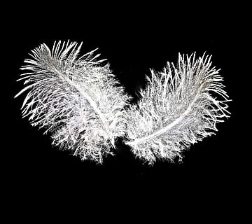feather, bird feathers, down, close, two, the same, fine, tender, fluffy, white, filigree, night, black background, celebration, studio shot, nature, no people, illuminated, firework, event, close-up, arts culture and entertainment, vulnerability, outdoors, fragility, flower, motion, flowering plant, plant, copy space, firework display, softness, light, flower head, 1080P, CC0, public domain, royalty free