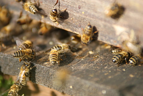 abejas, apicultor, insecto, animales en la naturaleza, abeja, temas de animales, gran grupo de animales, Colmena, invertebrado, animal, fauna animal, grupo de animales, enfoque selectivo, apicultura, de cerca, naturaleza, nadie, belleza en la naturaleza, zoología, día, 4K, CC0, dominio público, libre de derechos