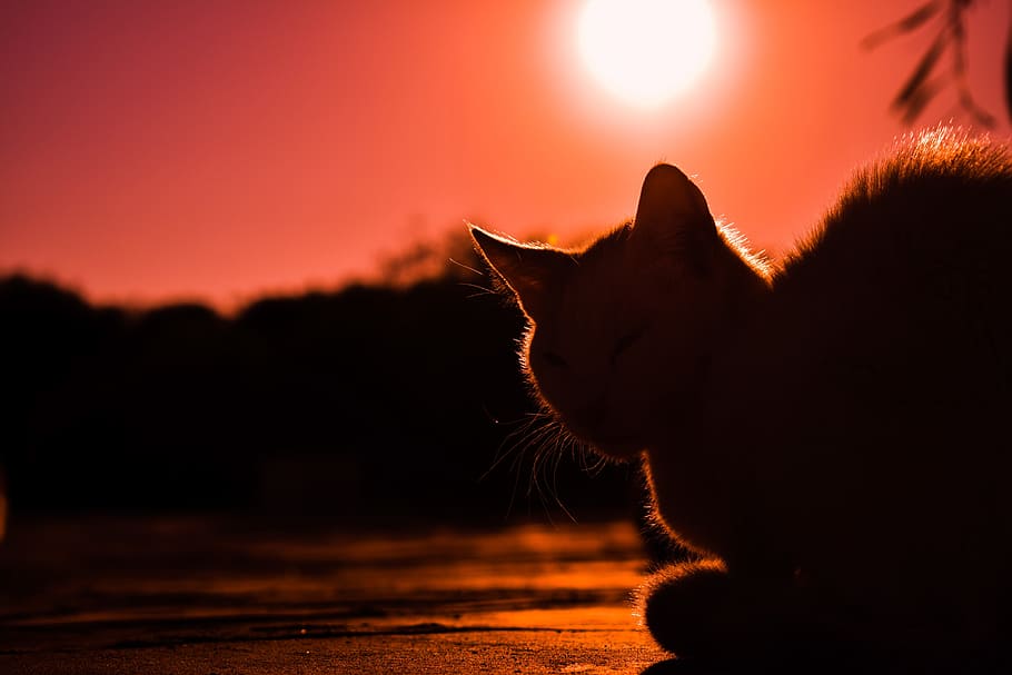 silhuet, kat, dagtimerne, solnedgang, skygger, silhuetter, natur, lys, solnedgang farver, pattedyr, dyr, dyre temaer, kæledyr, indenlandske, et dyr, husdyr, indenlandske kat, feline, himmel, ingen mennesker, hvirveldyr, orange farve, fokus på forgrunden, tæt på, bakkenbart, dyr hoved, profilvisning, 5K