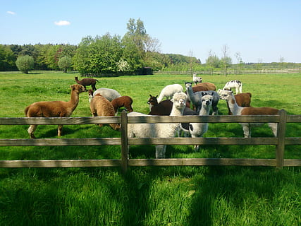 primavera, alpaca, lana, animales domesticos, mamífero, animal, ganado, grupo de animales, planta, temas de animales, hierba, nacional, mascotas, vertebrado, campo, árbol, naturaleza, color verde, cielo, paisaje, día, tierra, barrera, nadie, herbívoro, al aire libre, manada, 4K, CC0, dominio público, libre de derechos