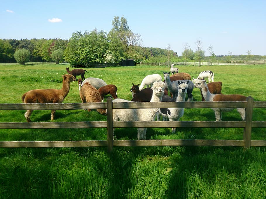 primavera, alpaca, llana, animals domèstics, mamífer, animal, bestiar, grup d’animals, planta, temes d'animals, herba, nacional, mascotes, vertebrats, camp, arbre, naturalesa, color verd, cel, paisatge, dia, terra, barrera, cap gent, herbívors, a l'aire lliure, ramat, 4K