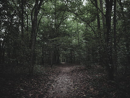 Weg im Wald, Waldfotografie, Pfad, Baum, Holz, dunkel, Wald, Pflanze, Land, Ruhe, Natur, Nicht-städtische Szene, Richtung, Wachstum, der Weg nach vorn, Schönheit in der Natur, ruhige Szene, keine Leute, Fußweg, Szenen - Natur, Tag, draußen, Schmutz, Blatt, Weg, 4K, CC0, gemeinfrei, lizenzfrei