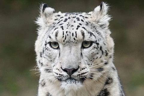 superficial, foto de enfoque, blanco, negro, Tigre, enfoque superficial, foto, Tigre negro, leopardo de nieve, retrato, depredador, un animal, animales en la naturaleza, fauna animal, mirando a la cámara, día, temas de animales, animal, Gato grande, felino, mamífero, gato, de cerca, centrarse en primer plano, carnivora, vertebrado, nadie, Tigre blanco, marcas de animales, bigotes, cabeza de animal, 2K, CC0, dominio público, libre de derechos