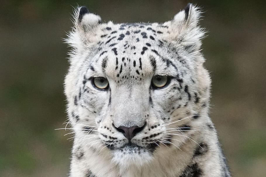 poc profund, foto del focus, blanc, negre, tigre, enfocament poc profund, foto, tigre negre, lleopard de les neus, retrat, depredador, un animal, animals a la natura, fauna animal, mirant la càmera, dia, temes d'animals, animal, gat gran, felí, mamífer, gat, primer pla, centrar-se en primer pla, carnivora, vertebrats, cap gent, tigre blanc, marques d’animals, bigotis, cap d’animals, 2K