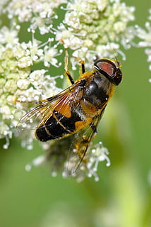 hoverfly perching, alb, floare, ceață albă, macro, insectă, compus, un animal, animale tematice, animal, animale în sălbăticie, animale sălbatice, nevertebrat, a închide, plantă, să se concentreze asupra primelor elemente, natură, frumusețe în natură, nici o persoana, zi, în aer liber, creştere, Culoarea verde, albină, selectiv, animal aripă, polenizare, 1080P, CC0, domeniu public, fără drepturi de autor