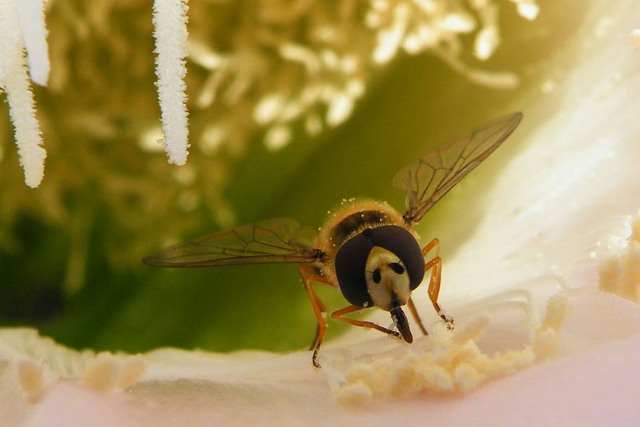 Biene, Rüssel, Insekt, Flügel, Pollen, Insekt, Flügel, Insektenfoto, Kreatur, ein Tier, Tierthemen, Tiere in freier Wildbahn, Tierwelt, Nahansicht, Tier, wirbellos, Fokus auf den Vordergrund, Natur, keine Leute, Tierflügel, Tag, selektiver Fokus, Zoologie, grüne Farbe, Pflanze, draußen, Schönheit in der Natur, Tierkörperteil, Marine, 4K