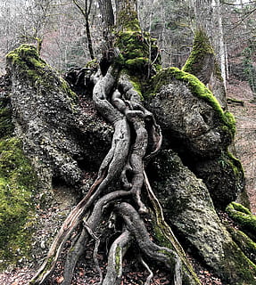 vicino, vista, radici degli alberi, albero, radice, natura, ceppo, verde, contorno, radicato, tribù, muschio, radice dell'albero, coperto di vegetazione, nessuno, tronco d'albero, giorno, crescita, foresta, all'aperto, strutturato, pianta, tronco, scultura, la tranquillità, terra, bellezza nella natura, parte vegetale, rappresentazione umana, Inquadratura dal basso, avvicinamento, 2K, CC0, dominio pubblico, privo di copyright
