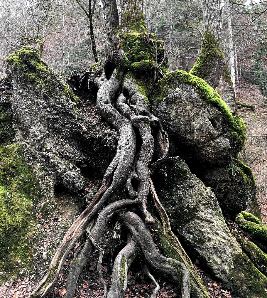 vicino, vista, radici degli alberi, albero, radice, natura, ceppo, verde, contorno, radicato, tribù, muschio, radice dell'albero, coperto di vegetazione, nessuno, tronco d'albero, giorno, crescita, foresta, all'aperto, strutturato, pianta, tronco, scultura, la tranquillità, terra, bellezza nella natura, parte vegetale, rappresentazione umana, Inquadratura dal basso, avvicinamento, 2K