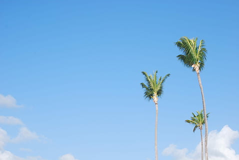 tripel palm tree, tre, alberi di cocco, blu, cielo, bianca, nuvole, giorno, alberi, Palma, cielo blu, pianta, crescita, natura, albero, bellezza nella natura, Inquadratura dal basso, nessuno, clima tropicale, nuvola - cielo, copia spazio, all'aperto, la tranquillità, foglia, colore verde, freschezza, palma da cocco, albero tropicale, foglia di palma, 4K, CC0, dominio pubblico, privo di copyright