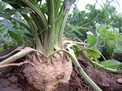 ruda, žalias, daržovių, salierai, gumbavaisiai, daržovės, salotos, mityba, raudona, sveikas, maisto, vitaminų, parduoti šviežių daržovių, valgyti, neapdorotas, žalias maistas, valgomas, frisch, bio, radicchio salotos, ruduo, violetinė, patrauklus, skanus, žemės ūkio naudmenų vaisiai, šaknų salierai, salierų gumbavaisiai, tikri salierai, pasėlių, daržovių auginimas, augimą, augalų, augalų dalis, lapai, pobūdį, Maistas ir gėrimai, nešvarumai, dieną, žalia spalva, lauke, nėra žmonių, žemės, Žemdirbystė, šakniavaisiai, medis, Iš arti, šviežumas, sodininkystė, 1080P, CC0, Viešasis domenas, nemokamai