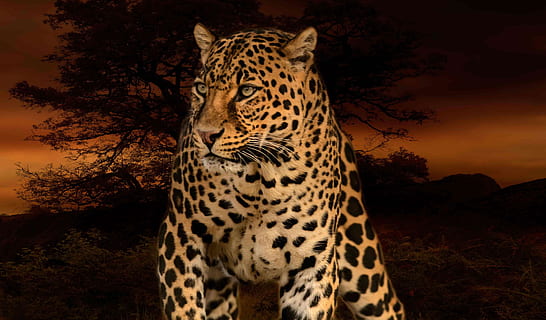 foto de lleopard, lleopard, caçador, depredador, rosetes, salvatge, naturalesa, Àfrica, felí, perillós, carnívor, perill, retrat, gat gran, animal, fauna animal, gat, animals a la natura, mamífer, temes d'animals, cap gent, un animal, tacat, part del cos dels animals, supervivència, mirant, caça d’animals, vertebrats, a l'aire lliure, gat no domesticat, fosc, cap d’animals, guepard, 4K, CC0, domini públic, lliure de regalies