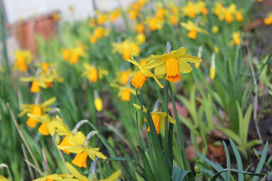 narcisos, flors, llit de flors, narcís, flor, florir, planta, naturalesa, primavera, groc, verd, salutacions de primavera, despertar de primavera, llum del matí, al matí, planta amb flors, creixement, fragilitat, frescor, vulnerabilitat, bellesa a la natura, camp, pètal, cap de flor, primer pla, terra, inflorescència, cap gent, color verd, dia, a l'aire lliure, 4K