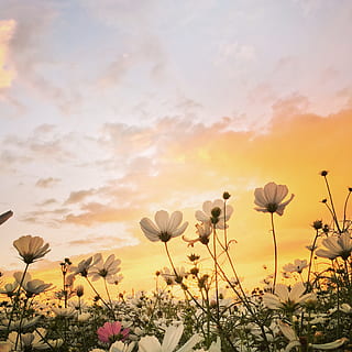 low, angle photo, cosmos flowers, sunset, flower, spring, flowering plant, beauty in nature, plant, sky, growth, fragility, vulnerability, freshness, cloud - sky, nature, no people, land, field, tranquility, petal, close-up, flower head, plant stem, 2K, CC0, public domain, royalty free