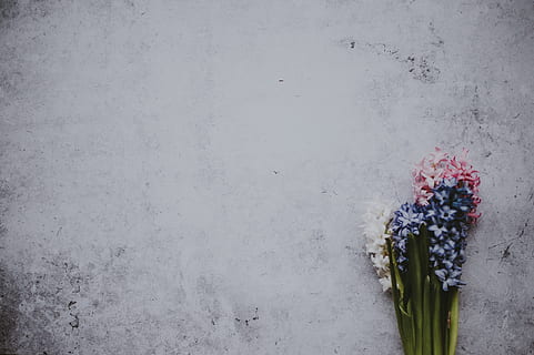 jacints, blau, blanc, rosa, flors, concret, pis, tija, fons, teló de fons, flor, planta amb flors, planta, naturalesa, funció de construcció de parets, còpia espai, cap gent, dia, frescor, bellesa a la natura, neu, arquitectura, hivern, temperatura de fred, a l'aire lliure, Color blanc, fragilitat, estructura construïda, decoració, arranjament floral, bouquet, 4K, CC0, domini públic, lliure de regalies