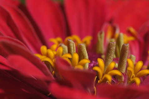 gerbera, macro, tancar, pol·len, flor, florir, vermell, colorit, flor vermella, frescor, vulnerabilitat, planta amb flors, fragilitat, primer pla, planta, pètal, bellesa a la natura, creixement, enfocament selectiu, cap gent, naturalesa, cap de flor, inflorescència, marc complet, estambres, primer pla extrem, arranjament floral, 1080P, CC0, domini públic, lliure de regalies