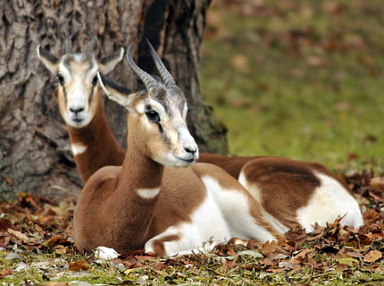 ogród zoologiczny, hellabrunn, Monachium, tematy zwierzęce, zwierzę, zwierzęca przyroda, grupa zwierząt, ssak, zwierzęta na wolności, pole, wylądować, dwa zwierzęta, kręgowiec, dzień, żadnych ludzi, młode zwierzę, Natura, jeleń, relaks, skupić się na pierwszym planie, na dworze, roślinożerny, rodzina zwierząt, 2K, CC0, domena publiczna, darmowe zdjęcia